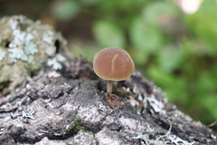 Simocybe sumptuosa
