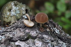 Simocybe sumptuosa