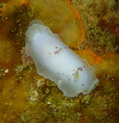 Dendrodoris nigromaculata