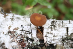 Simocybe sumptuosa