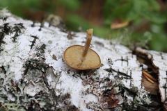 Simocybe sumptuosa