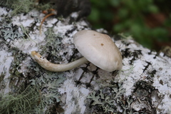 Pluteus leucoborealis