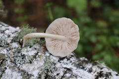 Pluteus leucoborealis