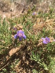Penstemon linarioides sileri
