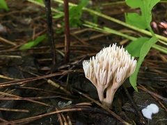 Ramaria gracilis