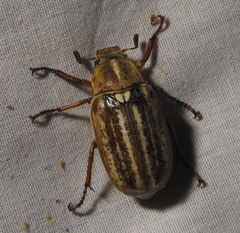 Anoxia australis