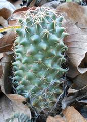 Coryphantha clavata