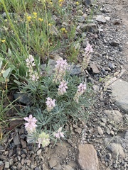 Lupinus sulphureus