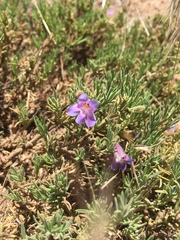 Penstemon linarioides sileri