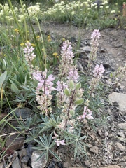 Lupinus sulphureus