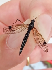 Dictenidia bimaculata
