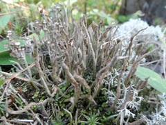 Cladonia cornuta