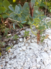 Coronilla coronata