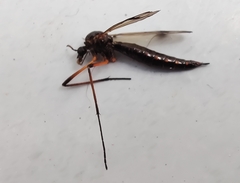 Dictenidia bimaculata