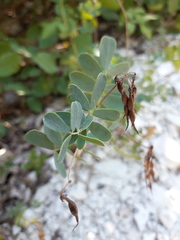 Coronilla coronata