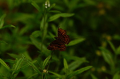 Antigonus funebris