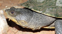 Mesoclemmys tuberculata