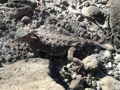 Phrynosoma coronatum