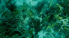 Acropora cervicornis