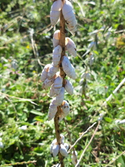 Brephulopsis cylindrica