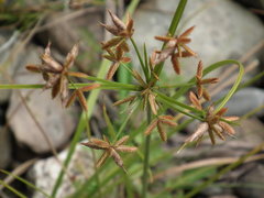 Cyperus dentatus