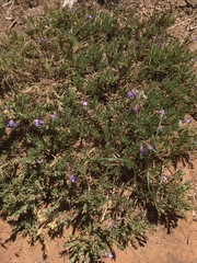 Penstemon linarioides sileri
