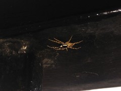 Menemerus semilimbatus