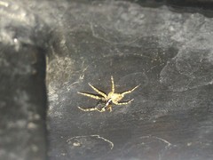 Menemerus semilimbatus