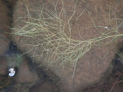 Potamogeton confervoides