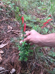 Lamourouxia rhinanthifolia