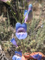 Penstemon comarrhenus