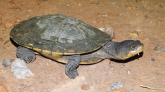 Mesoclemmys tuberculata