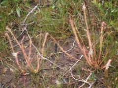 Drosera filiformis
