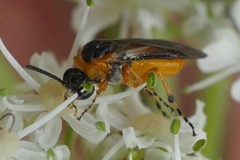Athalia cordata