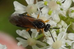 Athalia cordata
