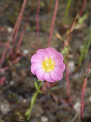 Sabatia kennedyana