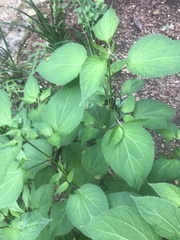 Collinsonia canadensis