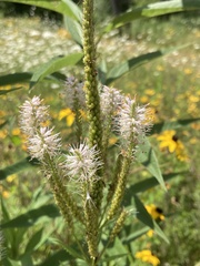 Veroniceae