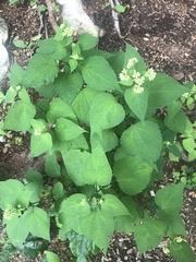 Collinsonia canadensis