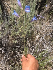 Penstemon comarrhenus