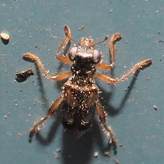 Phyllobaenus pallipennis