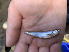 Notropis stramineus