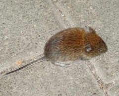 Clethrionomys glareolus