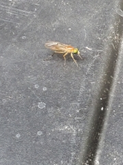 Ptecticus trivittatus