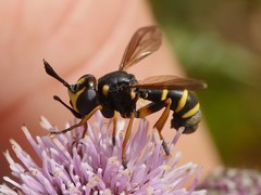 Conops flavipes