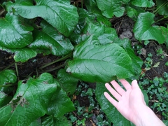 Trachystemon orientalis