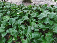 Trachystemon orientalis