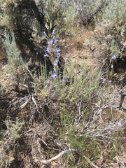 Penstemon comarrhenus
