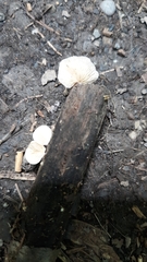 Crepidotus malachius