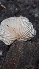 Crepidotus malachius
